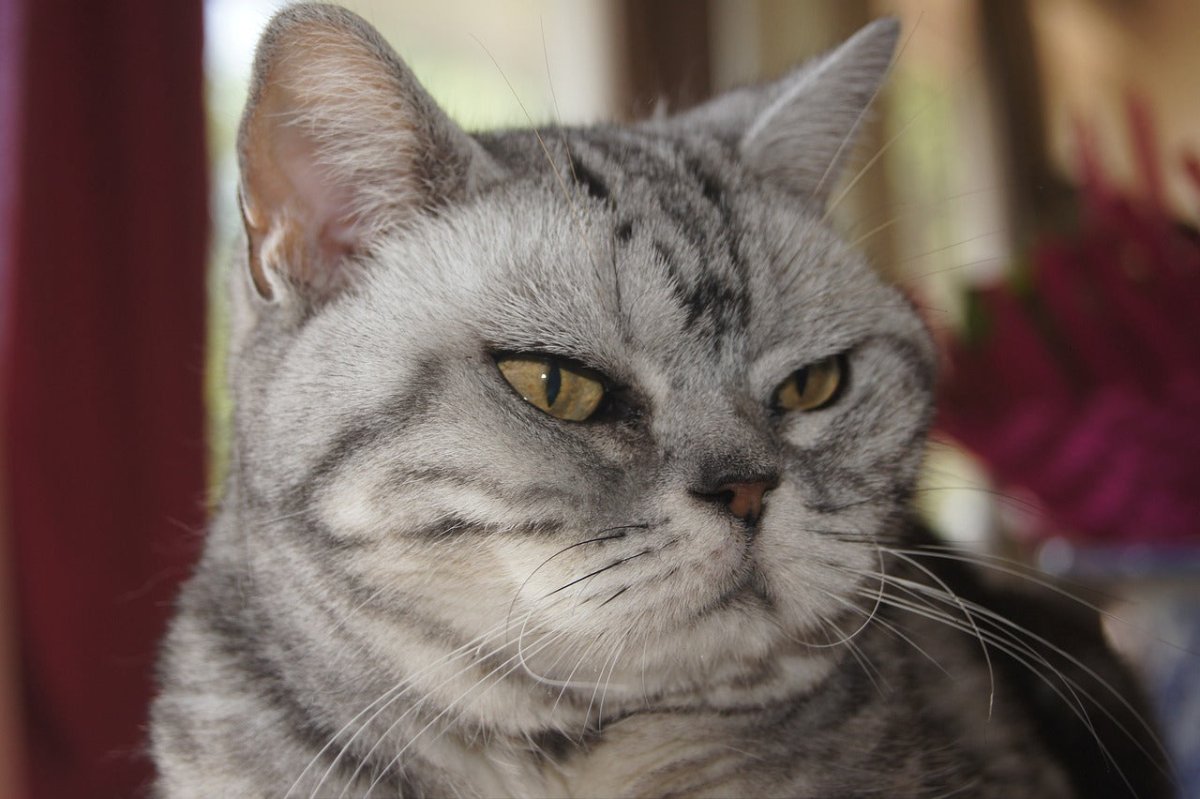 American Short Hair Cat 