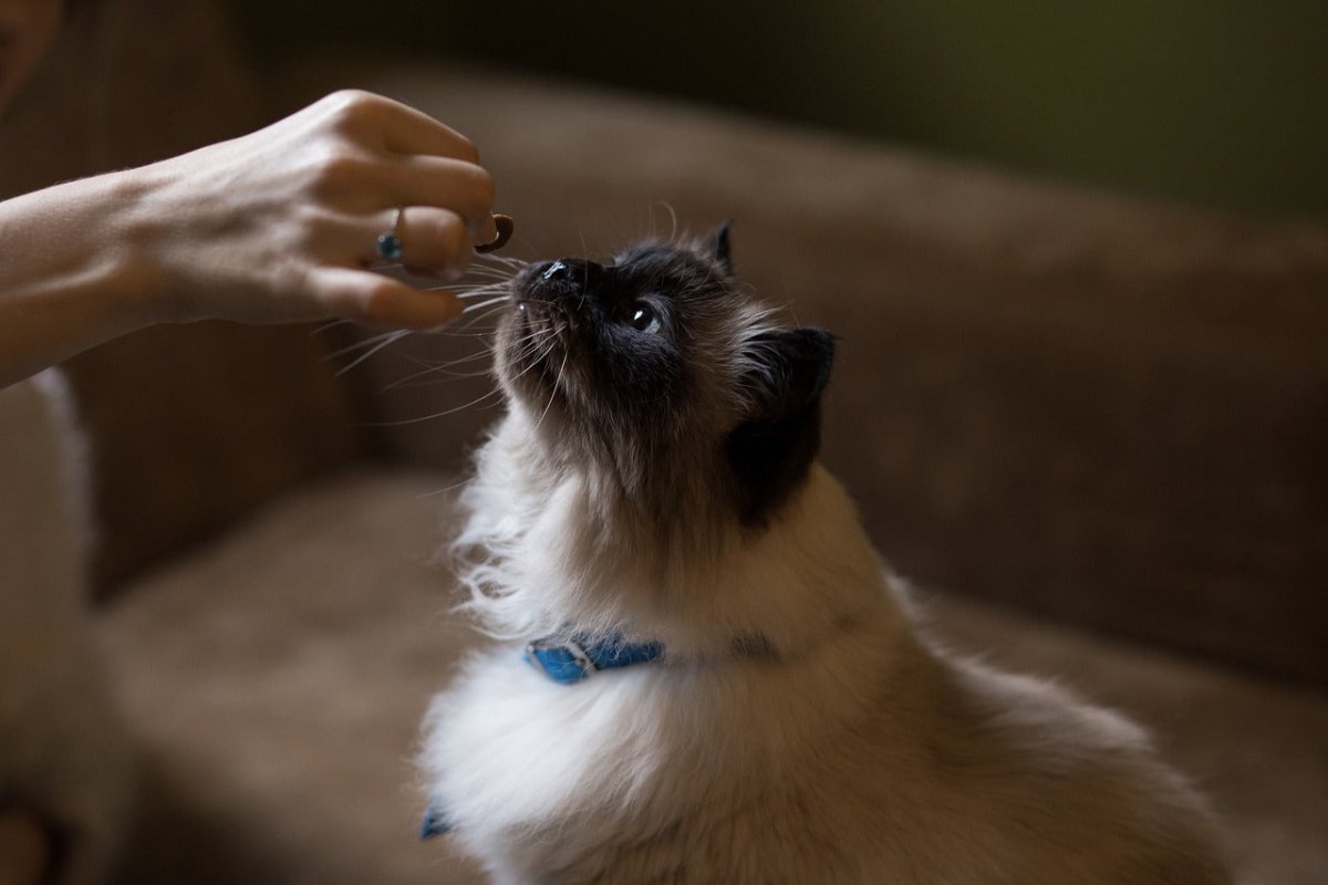 Can humans eat cat food