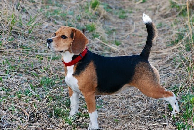 Chamomile for dogs; Benefits and uses 