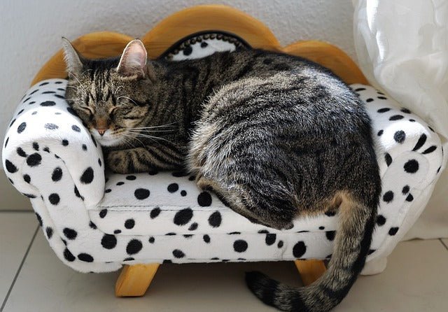 Colitis in cats; Symptoms and treatment 