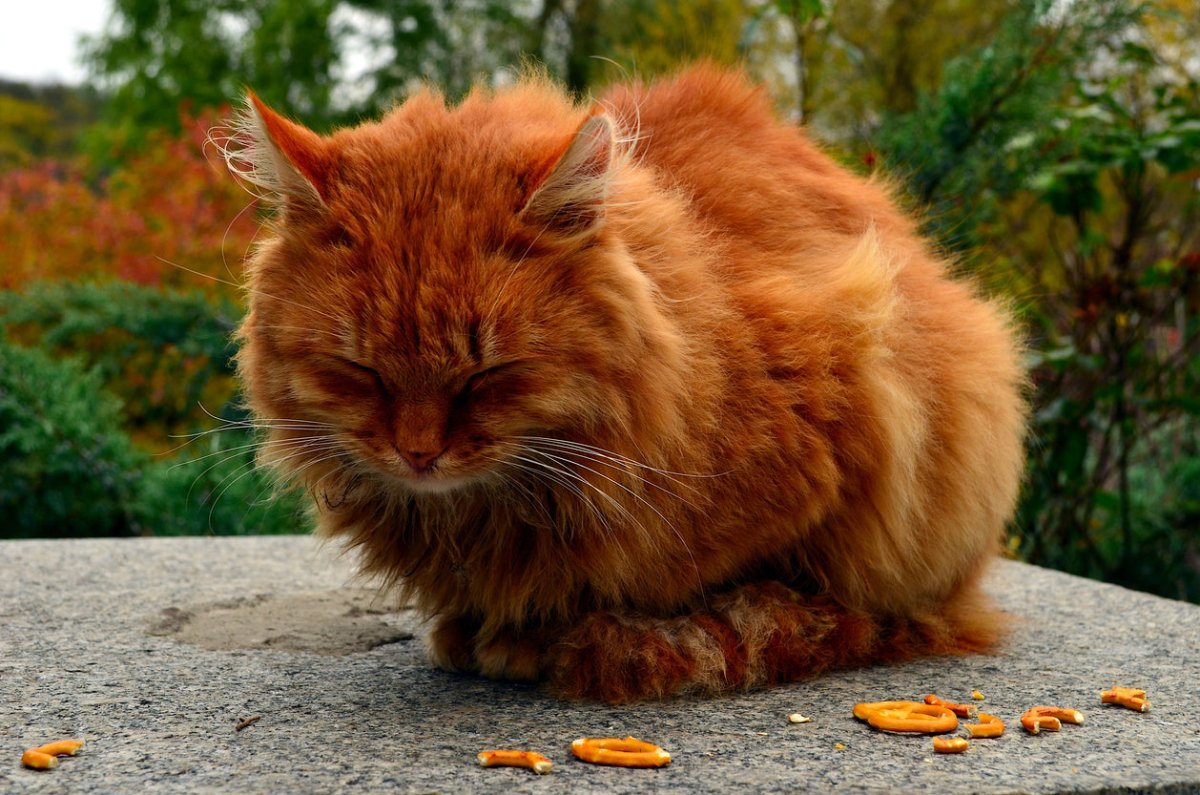 Ginger Cymric cat sleeping outside in the garden