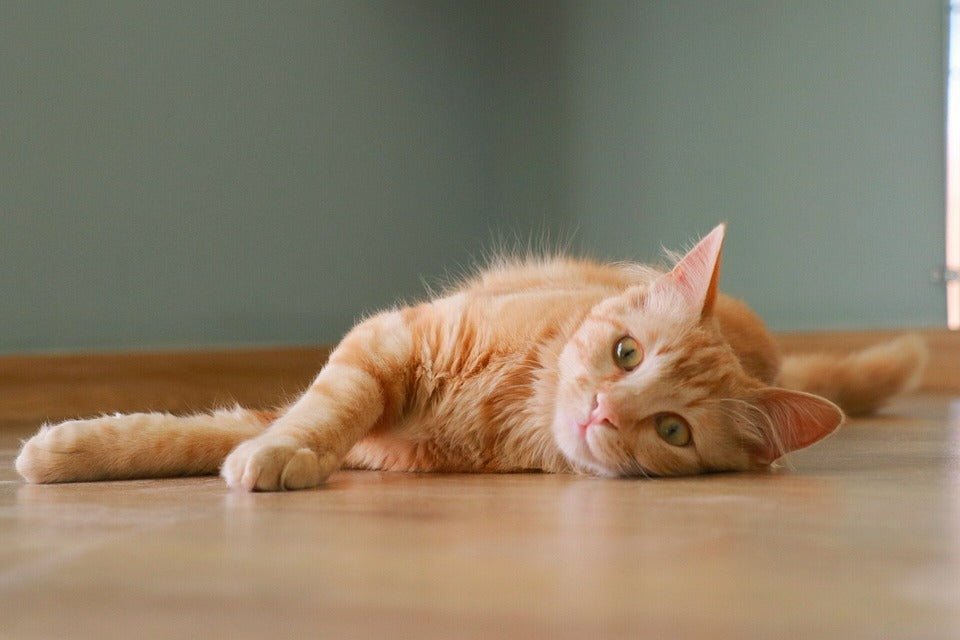 Ginger Cats Personality 