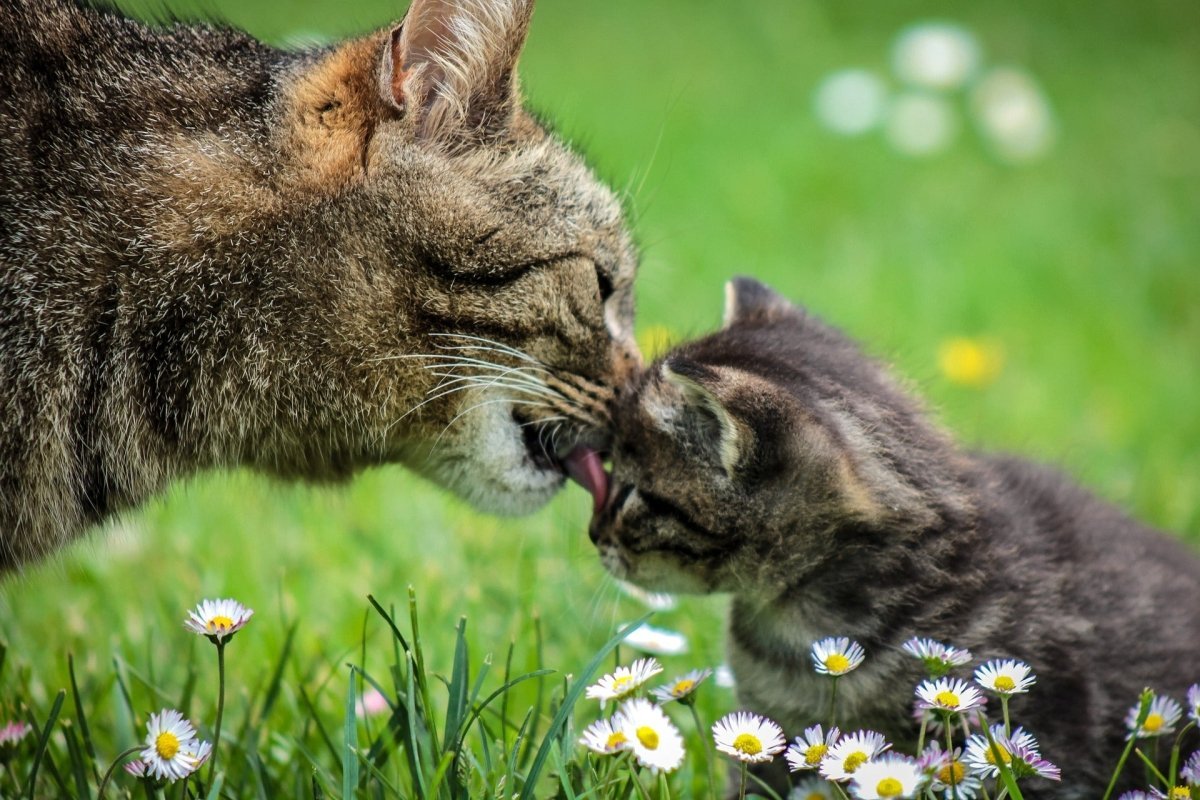 Introducing a kitten to a cat