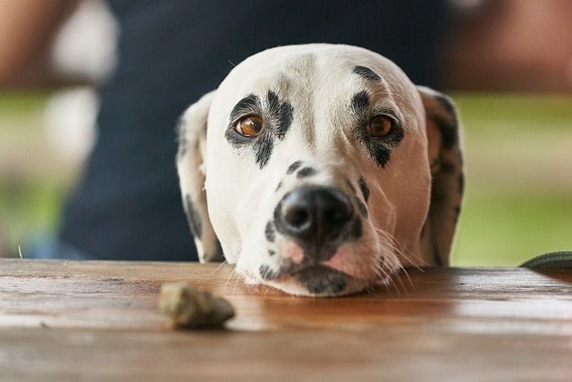 Is Rice Good For Dogs? 