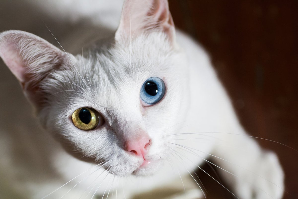 Striking Khao Manee cat looking into the camera