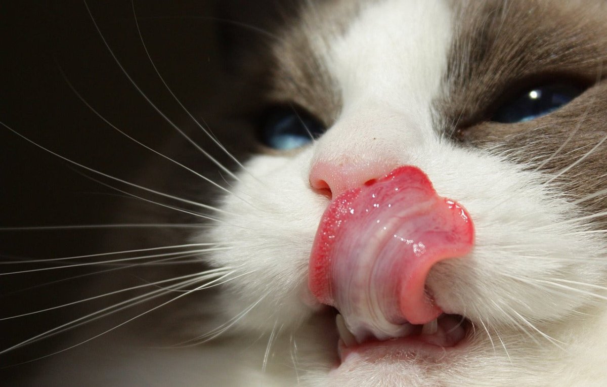 why-does-my-cat-lick-me