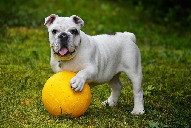 Why is my Dog's poop black ?
